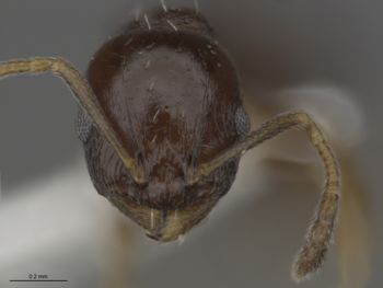 Media type: image;   Entomology 593102 Aspect: frontal